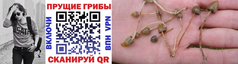 Галлюциногенные грибы ЛСД  Купить закладки  Петровск-Забайкальский 