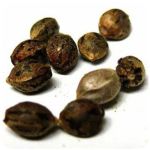 Семена марихуаны АК-47  (Seeds AK-47) в Петровске-Забайкальском